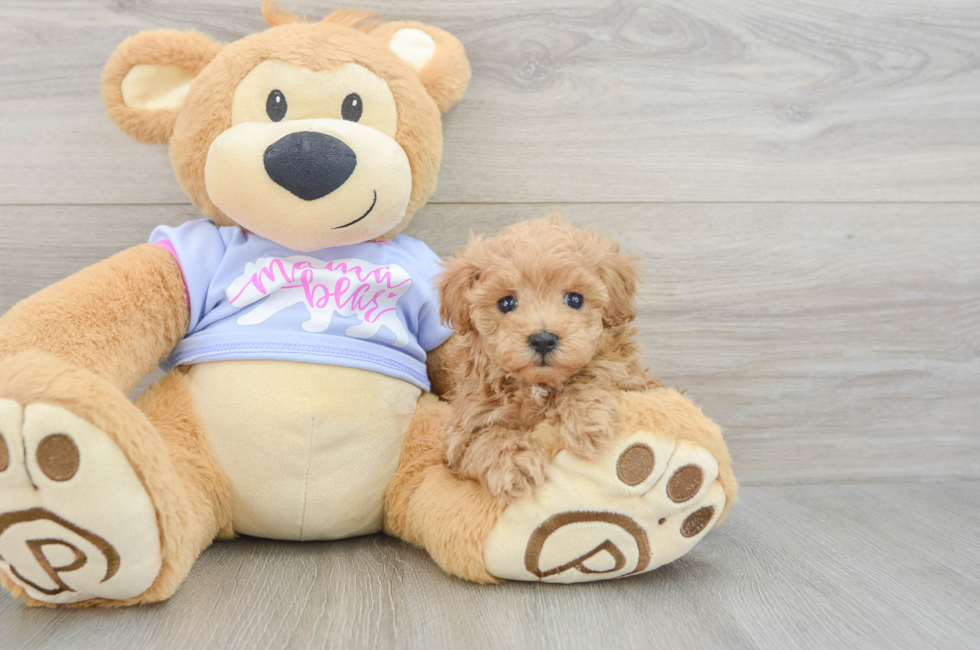 6 week old Maltipoo Puppy For Sale - Puppy Love PR