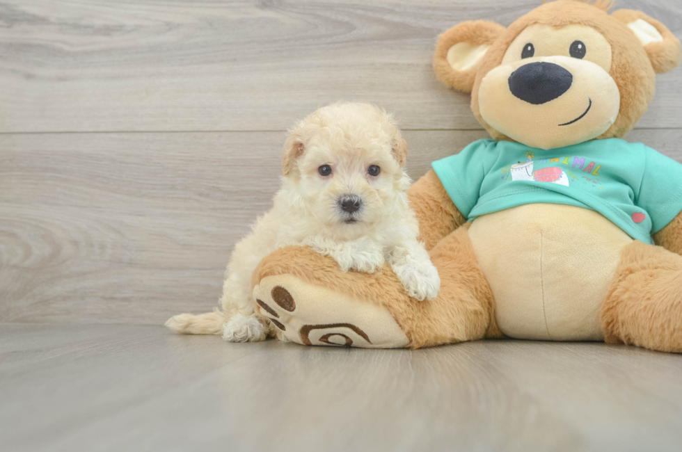 7 week old Maltipoo Puppy For Sale - Puppy Love PR