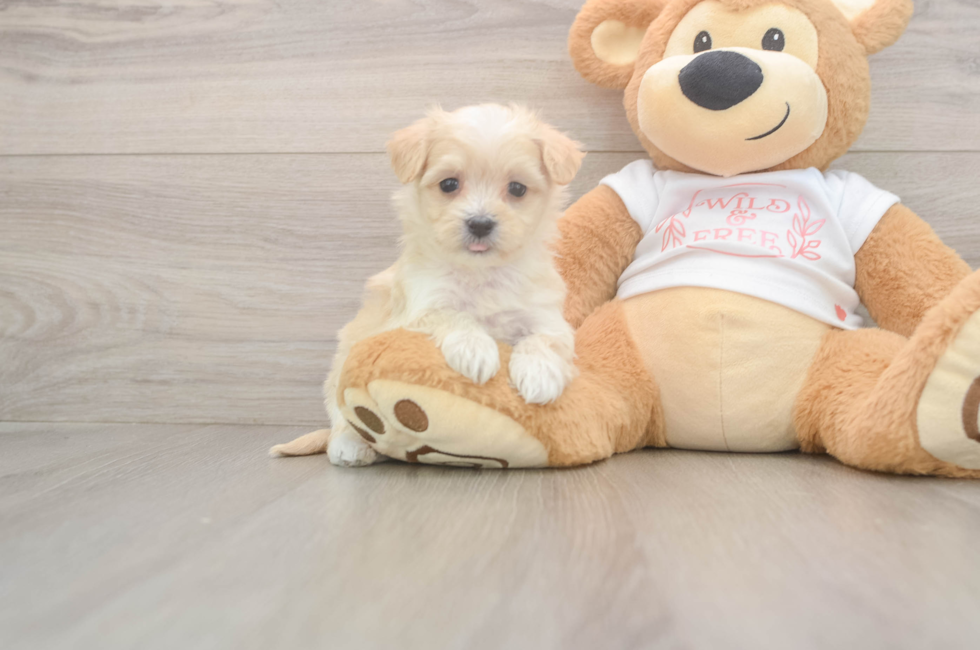 5 week old Maltipoo Puppy For Sale - Puppy Love PR