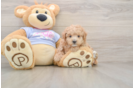 Friendly Maltipoo Baby