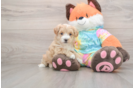 Maltipoo Puppy for Adoption
