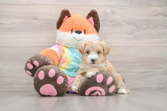 Maltipoo Pup Being Cute