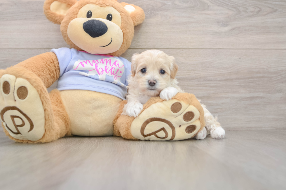 Cute Maltipoo Baby