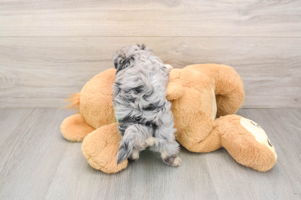 Funny Maltipoo Poodle Mix Pup