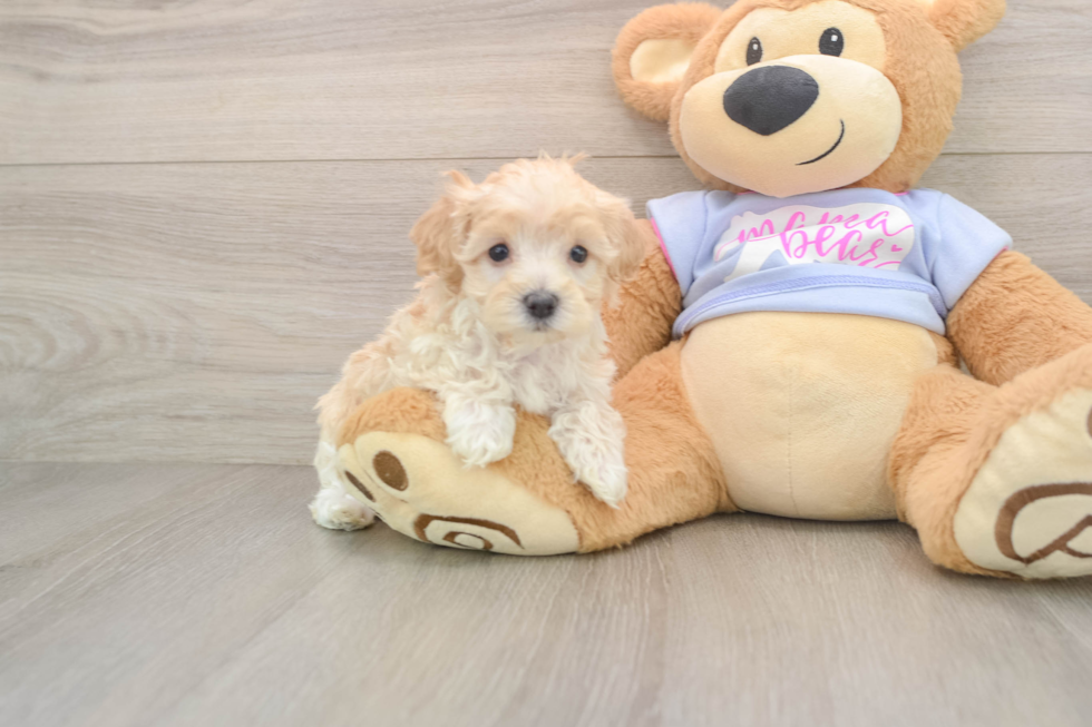 Happy Maltipoo Baby