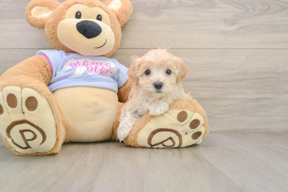Maltipoo Puppy for Adoption