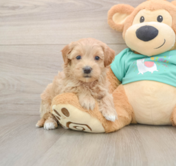 8 week old Maltipoo Puppy For Sale - Puppy Love PR