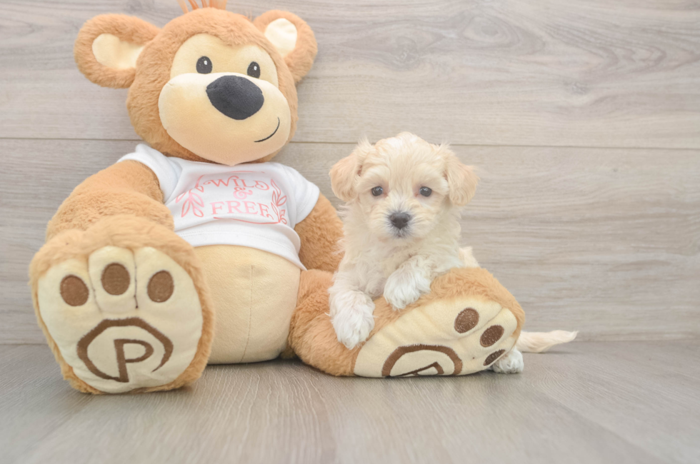 5 week old Maltipoo Puppy For Sale - Puppy Love PR