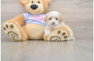 Best Maltipoo Baby