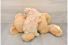 Sweet Maltipoo Baby