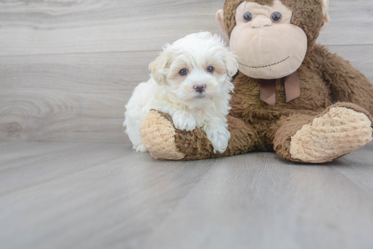 Cute Maltepoo Poodle Mix Puppy