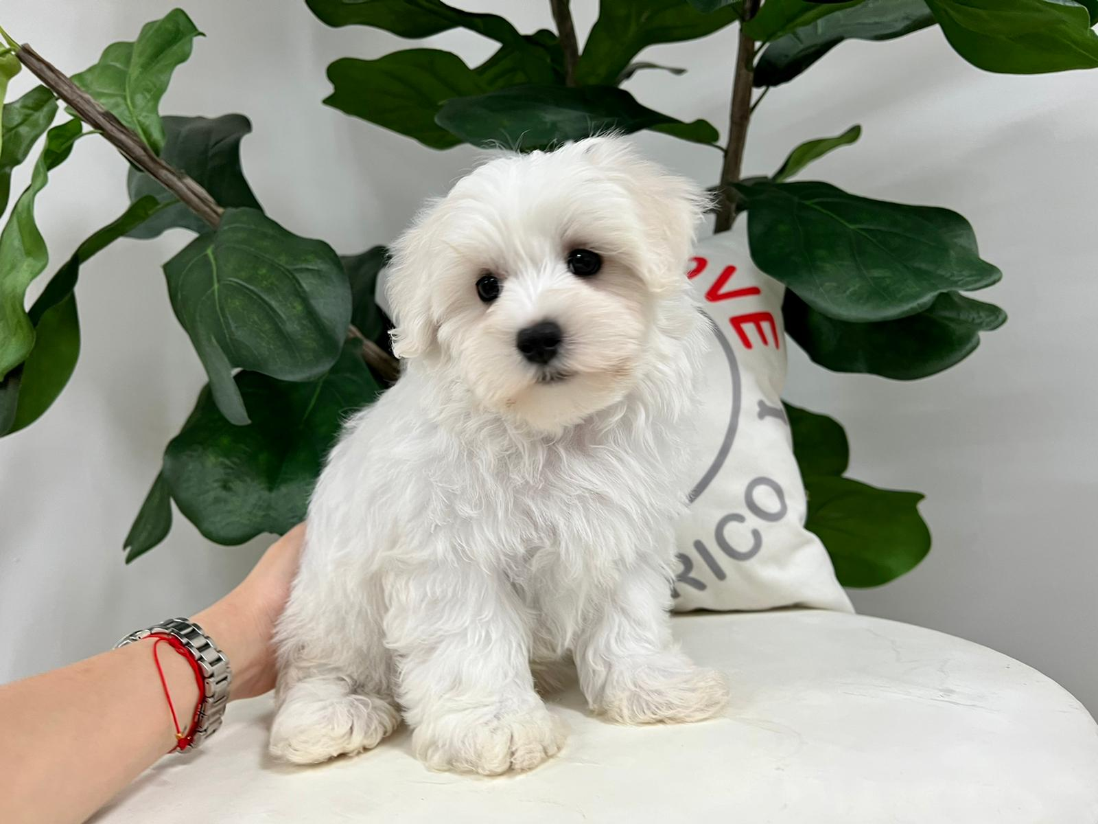 Cute Maltipoo Poodle Mix Pup