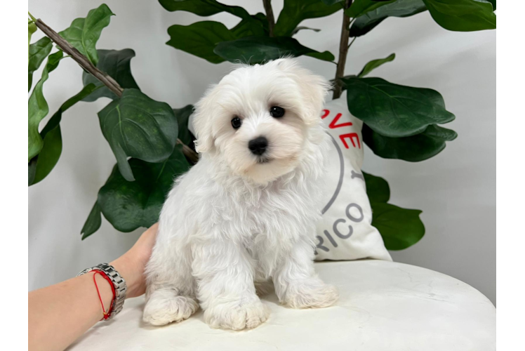 Cute Maltipoo Poodle Mix Pup