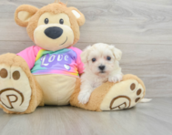 9 week old Maltipoo Puppy For Sale - Puppy Love PR