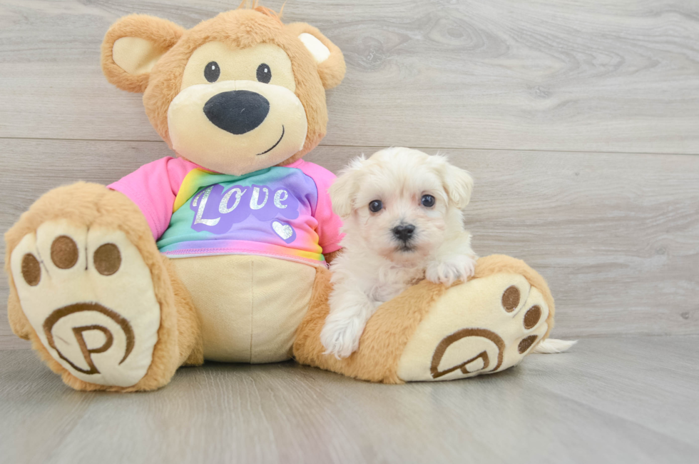 8 week old Maltipoo Puppy For Sale - Puppy Love PR