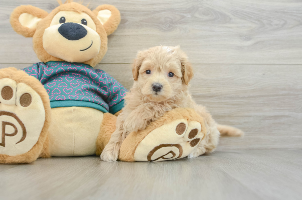 6 week old Maltipoo Puppy For Sale - Puppy Love PR