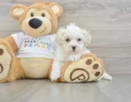 9 week old Maltipoo Puppy For Sale - Puppy Love PR