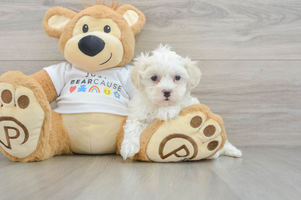 6 week old Maltipoo Puppy For Sale - Puppy Love PR