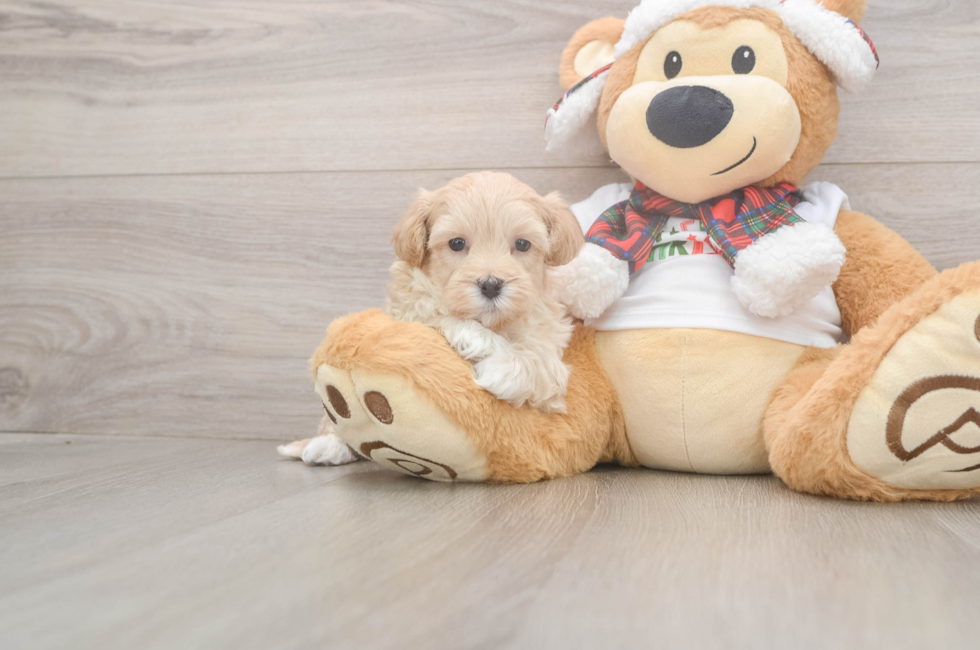 5 week old Maltipoo Puppy For Sale - Puppy Love PR