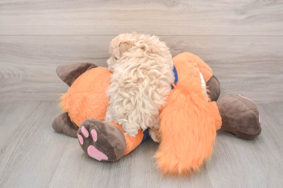 Popular Maltipoo Poodle Mix Pup