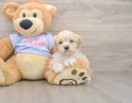 10 week old Maltipoo Puppy For Sale - Puppy Love PR