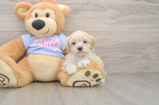 Maltipoo Puppy for Adoption