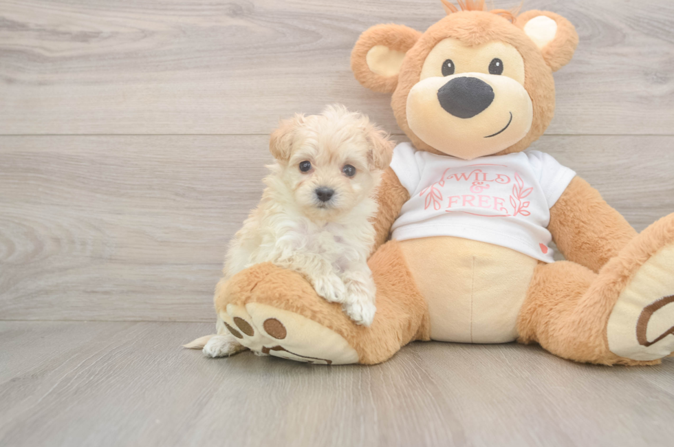 5 week old Maltipoo Puppy For Sale - Puppy Love PR
