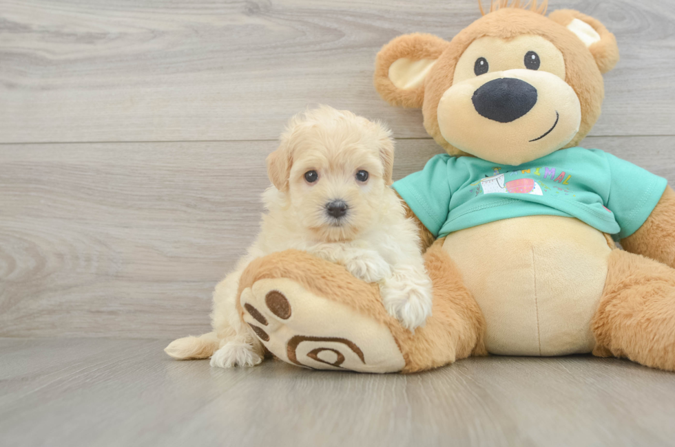7 week old Maltipoo Puppy For Sale - Puppy Love PR