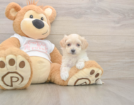 9 week old Maltipoo Puppy For Sale - Puppy Love PR