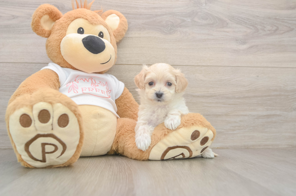 5 week old Maltipoo Puppy For Sale - Puppy Love PR