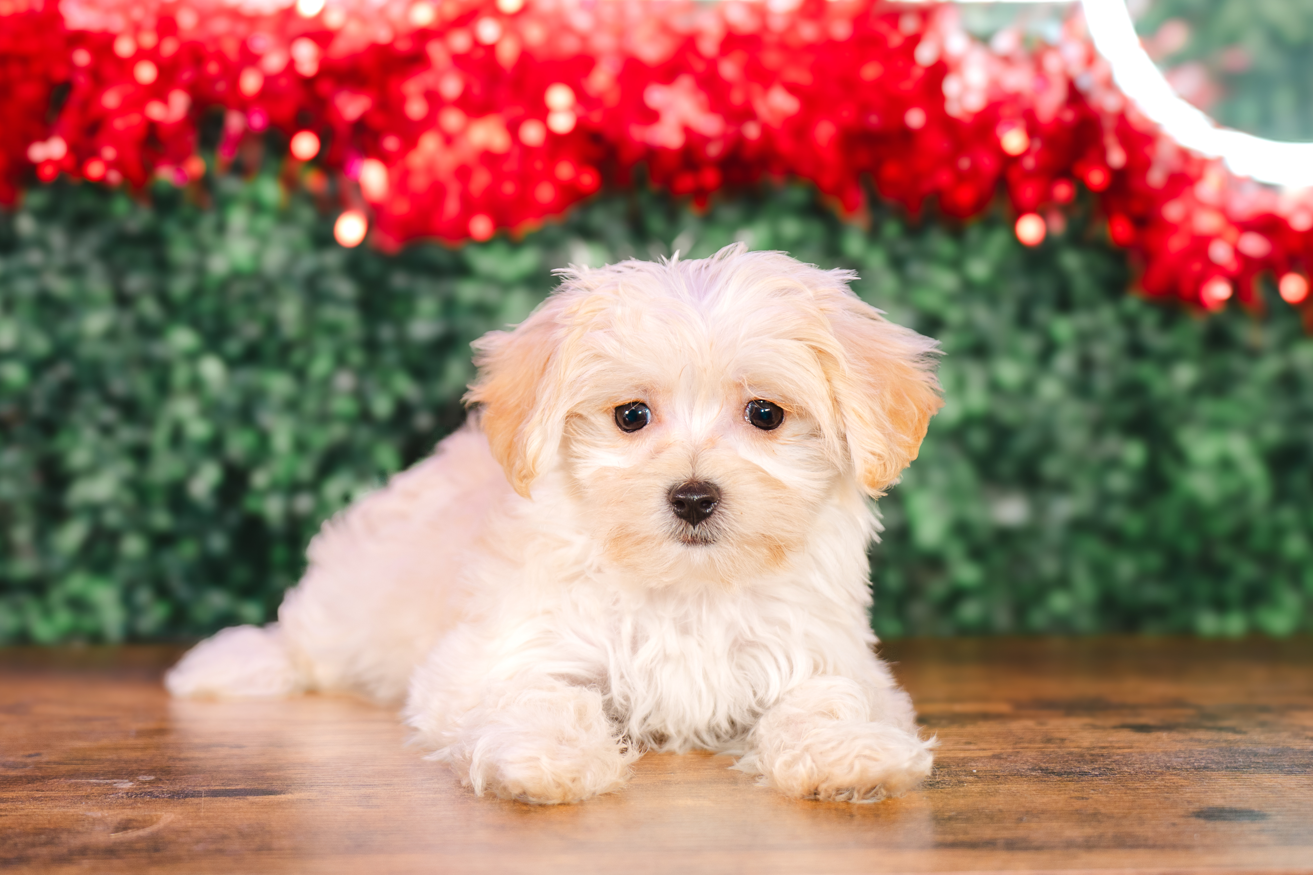 Cute Maltipoo Baby