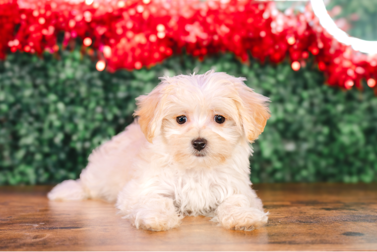 Cute Maltipoo Baby