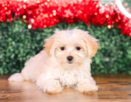 10 week old Maltipoo Puppy For Sale - Puppy Love PR