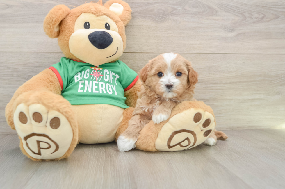 5 week old Maltipoo Puppy For Sale - Puppy Love PR