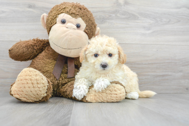 Maltipoo Pup Being Cute