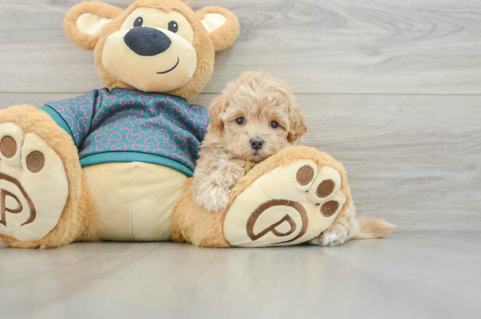 6 week old Maltipoo Puppy For Sale - Puppy Love PR