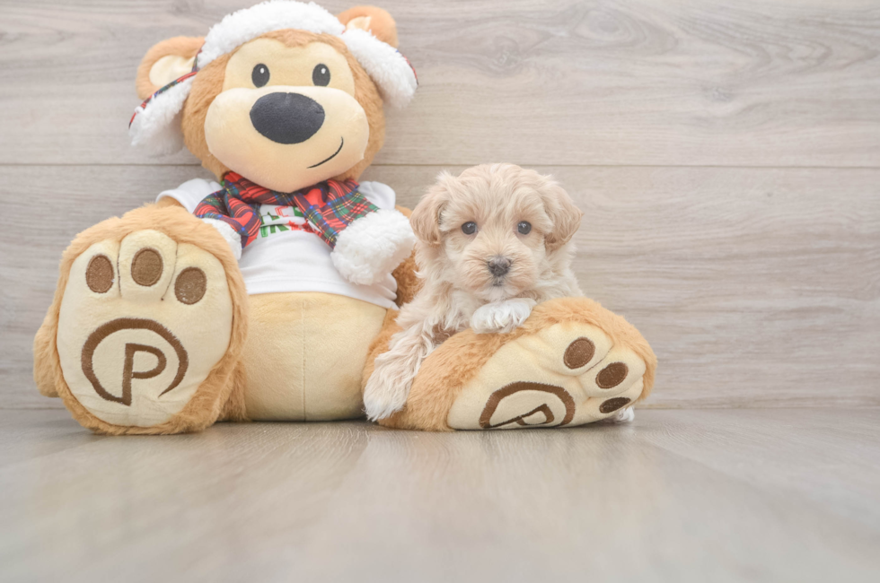 5 week old Maltipoo Puppy For Sale - Puppy Love PR