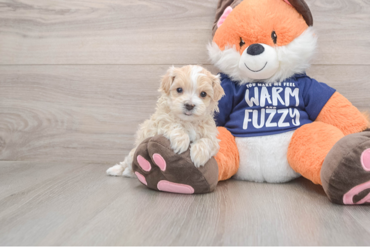 Friendly Maltipoo Baby