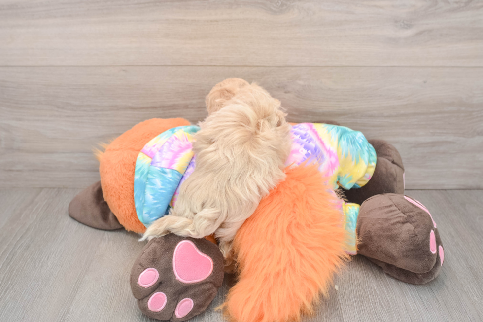 Playful Maltidoodle Poodle Mix Puppy