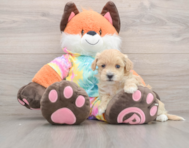 8 week old Maltipoo Puppy For Sale - Puppy Love PR