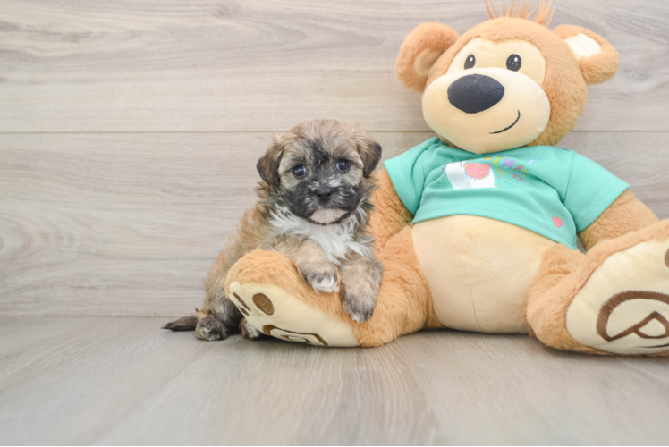 Maltipoo Puppy for Adoption