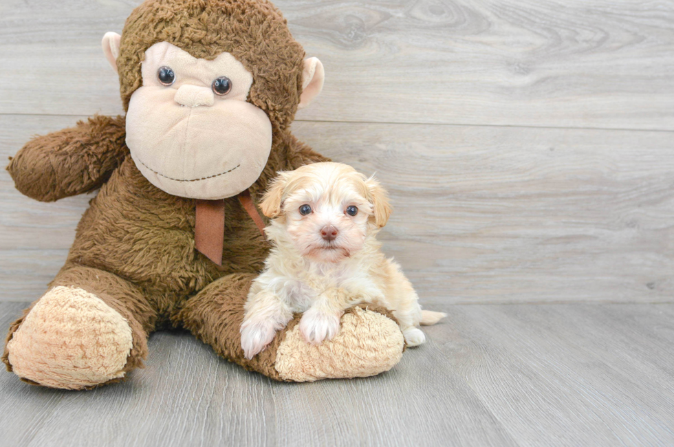 7 week old Maltipoo Puppy For Sale - Puppy Love PR