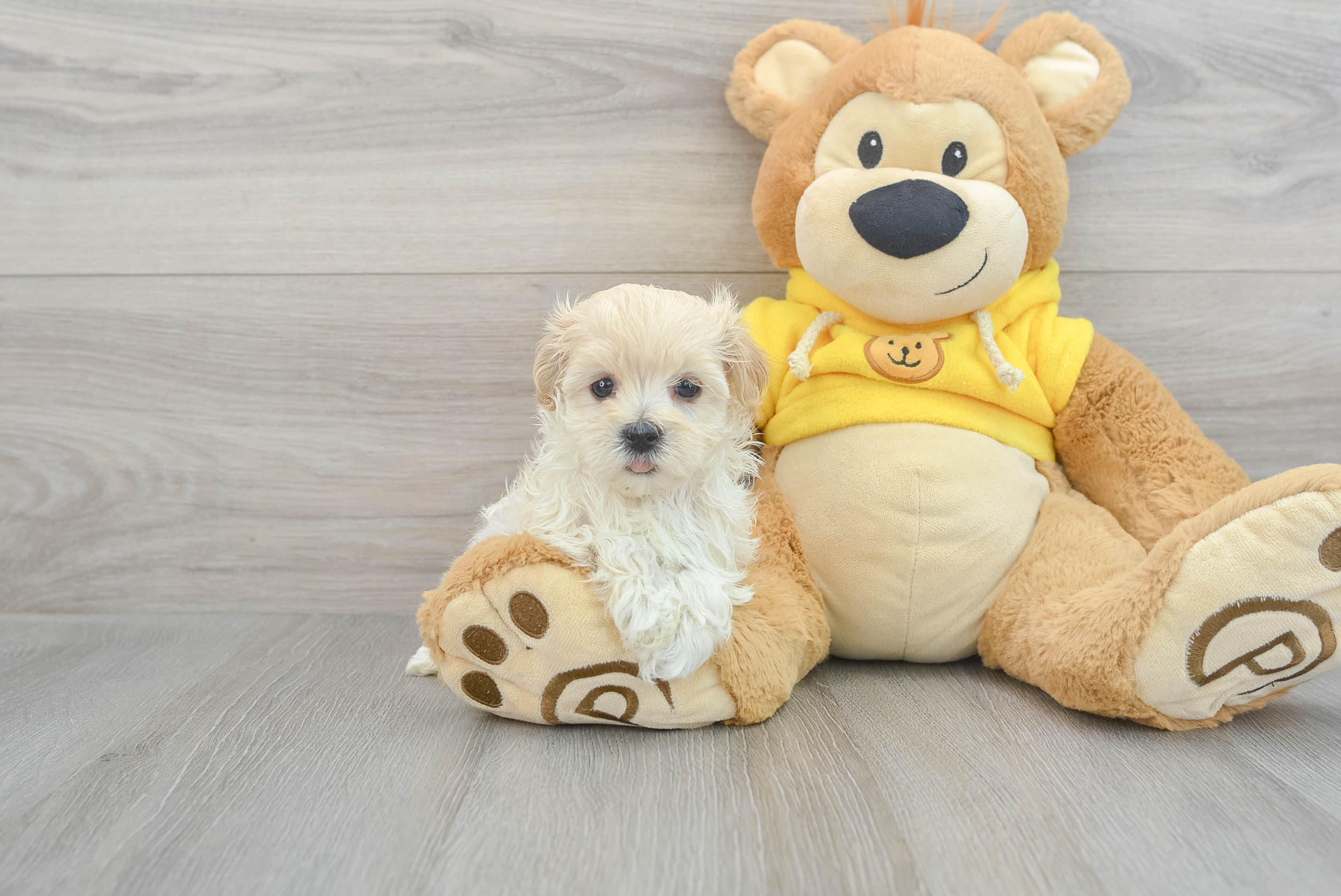 Sweet Maltipoo Baby