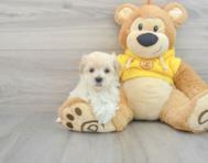 8 week old Maltipoo Puppy For Sale - Puppy Love PR