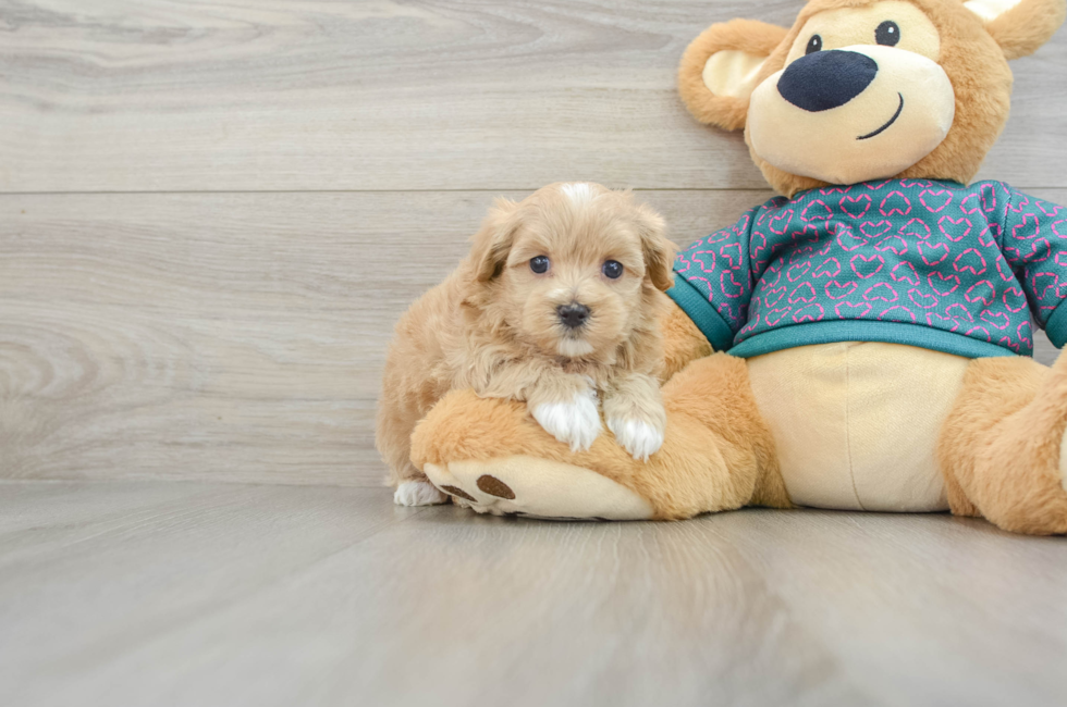 6 week old Maltipoo Puppy For Sale - Puppy Love PR