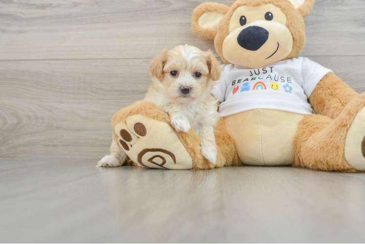 Meet Sweet Pea - our Maltipoo Puppy Photo 1/3 - Puppy Love PR Small Maltipoo Baby