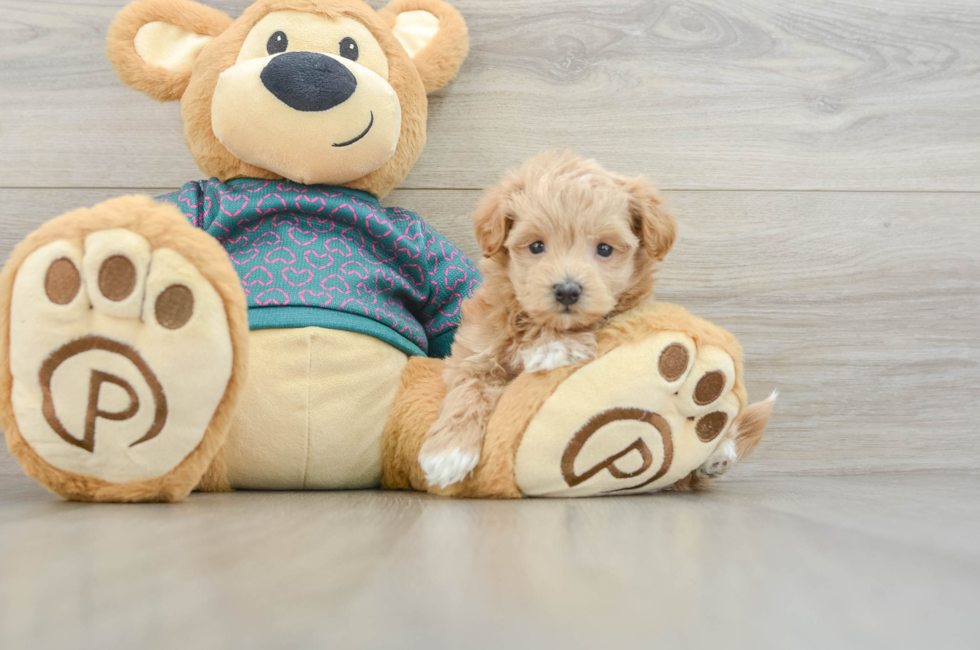 6 week old Maltipoo Puppy For Sale - Puppy Love PR