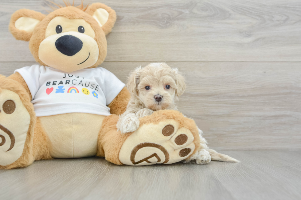 6 week old Maltipoo Puppy For Sale - Puppy Love PR