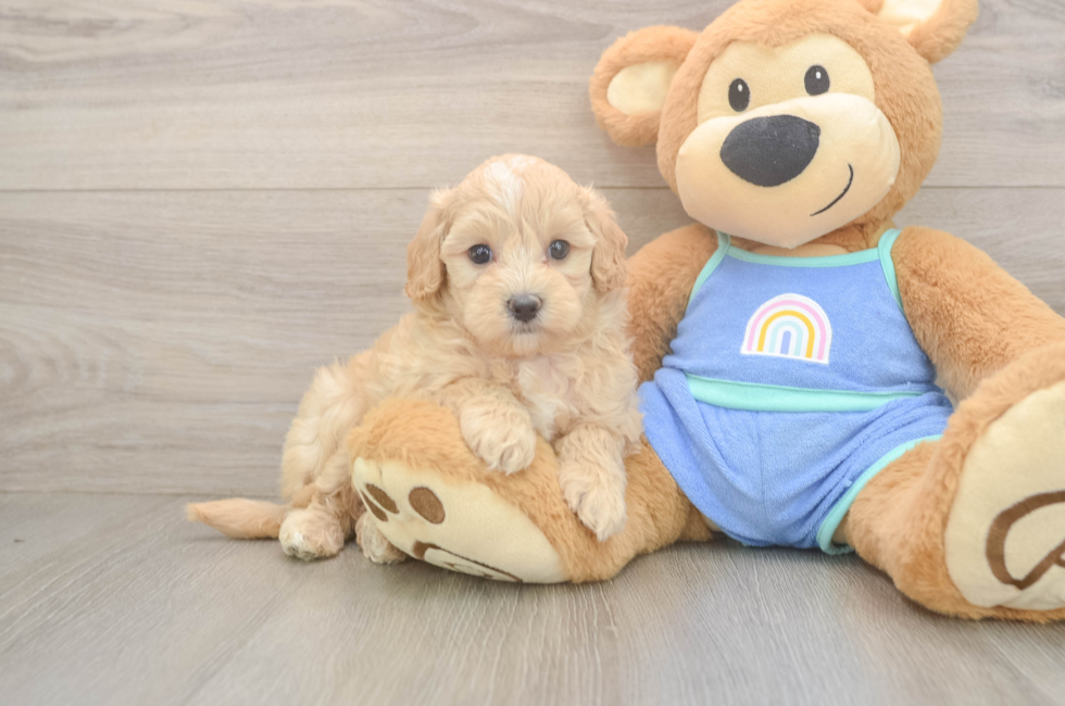 6 week old Maltipoo Puppy For Sale - Puppy Love PR