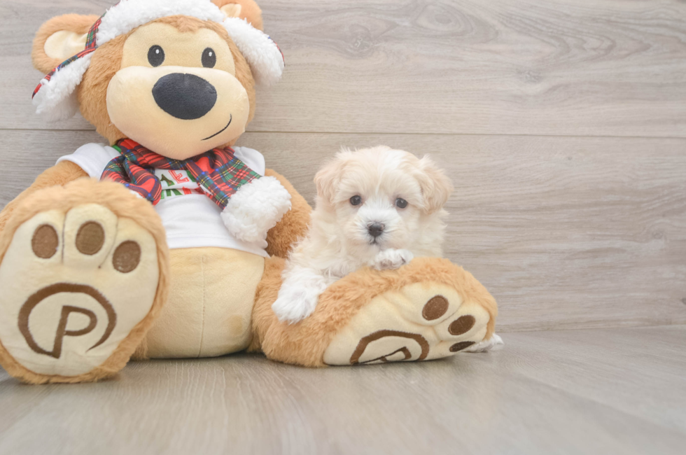 5 week old Maltipoo Puppy For Sale - Puppy Love PR